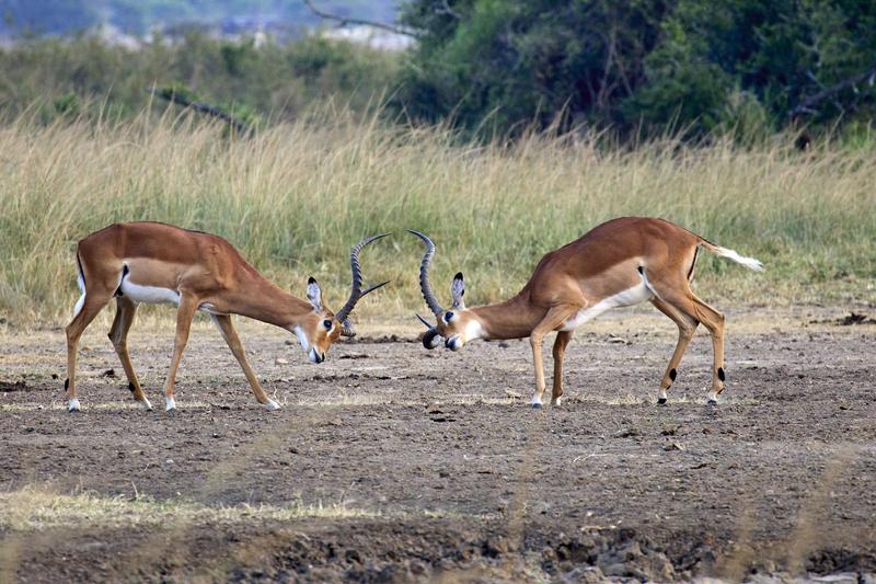 Impala fighting, Akagera National Park, Rwanda