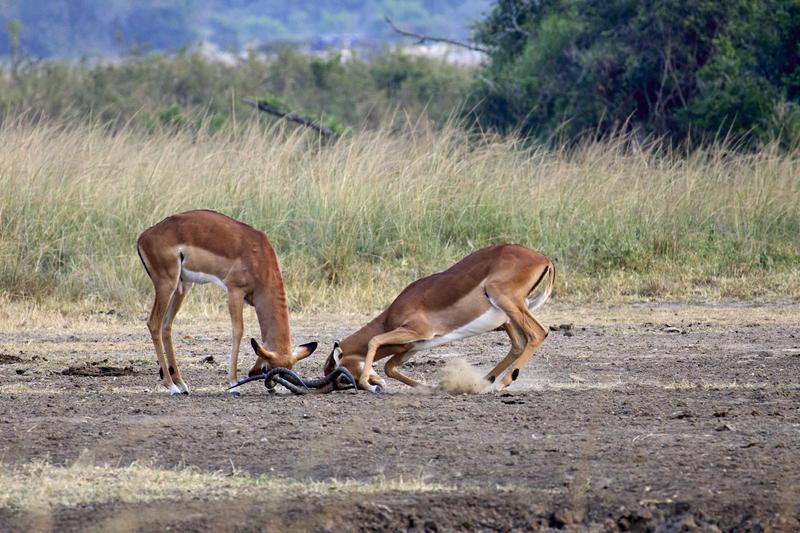 Impala fighting, Akagera National Park, Rwanda