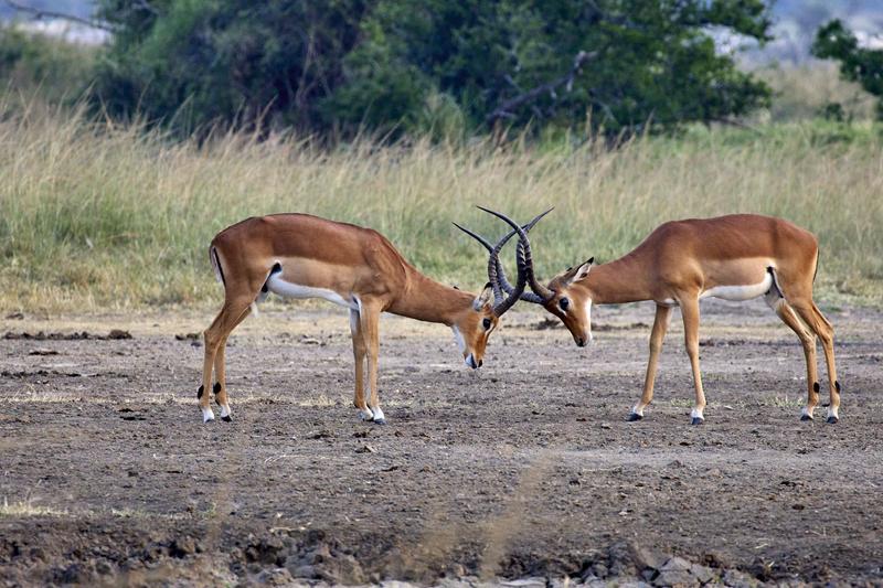 Impala fighting, Akagera National Park, Rwanda