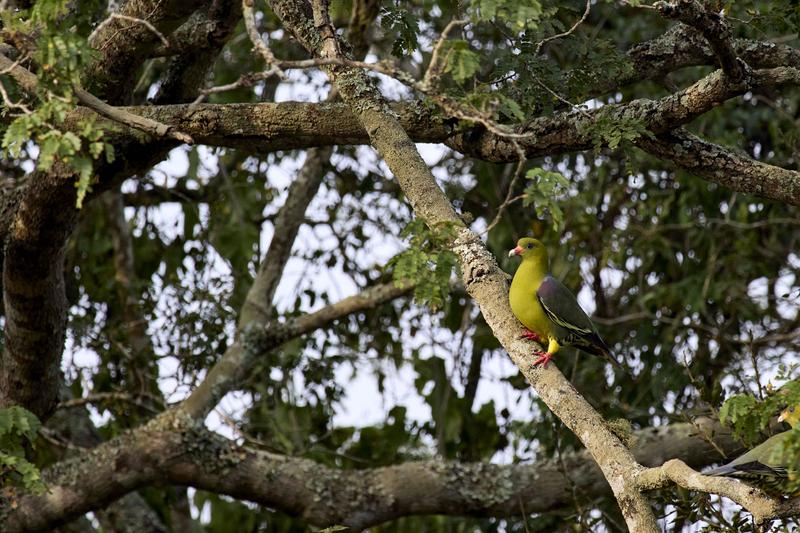 African green pigeon, Akagera National Park, Rwanda