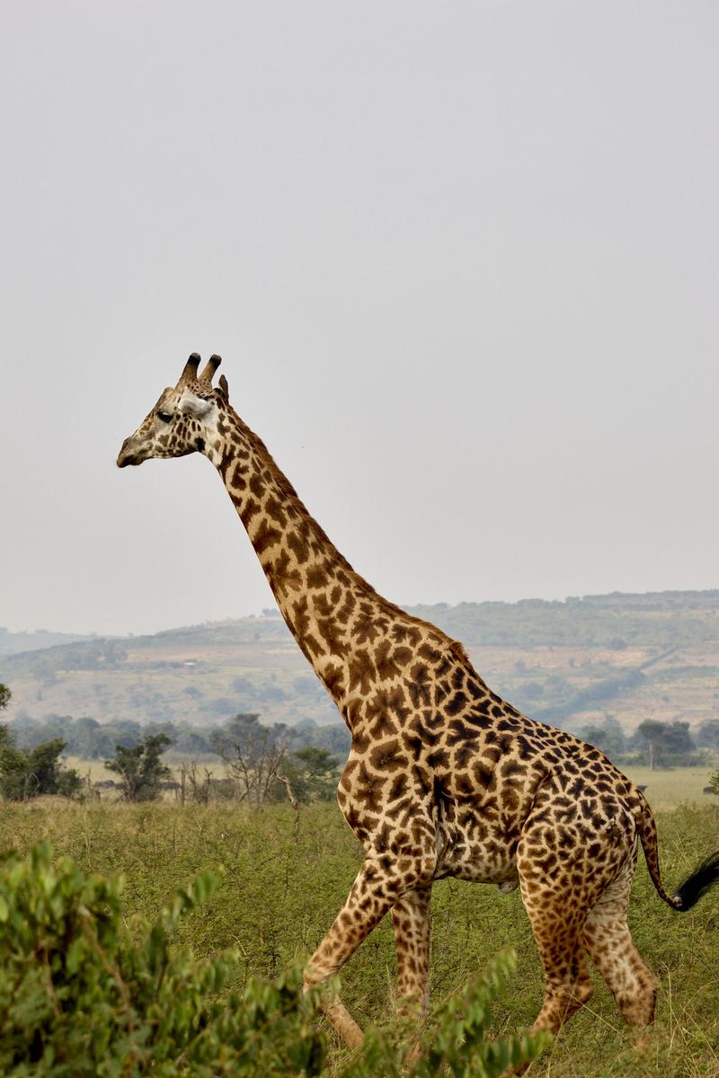 Masai giraffe, Akagera National Park, Rwanda