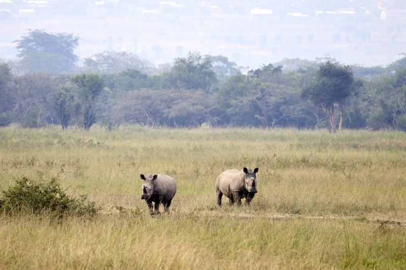 White Rhino, Akagera National Park, Rwanda