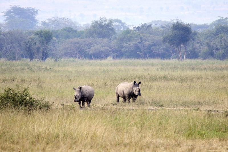 White Rhino, Akagera National Park, Rwanda