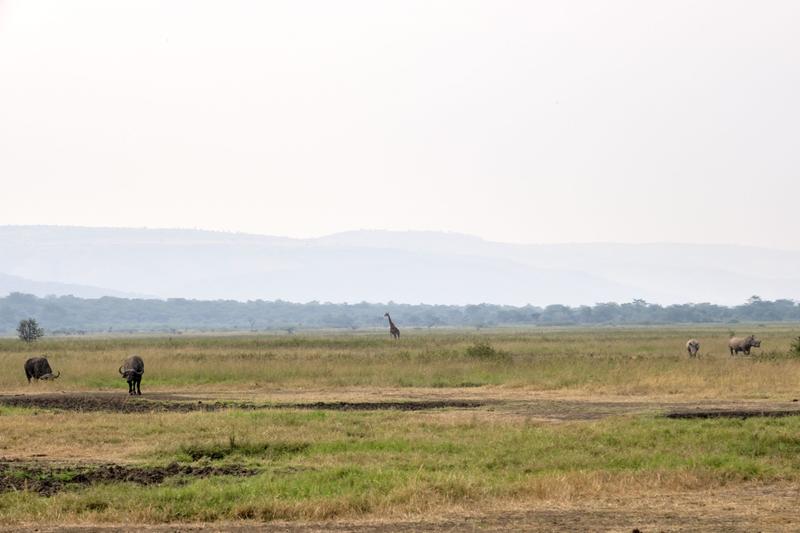 Water buffalo, masai giraffe, and white rhinos, Akagera National Park, Rwanda