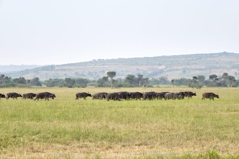 Herd of Water Buffalo, Akagera National Park, Rwanda