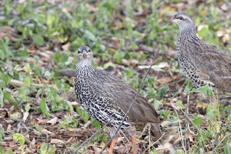 Natal spurfowl, Akagera National Park, Rwanda