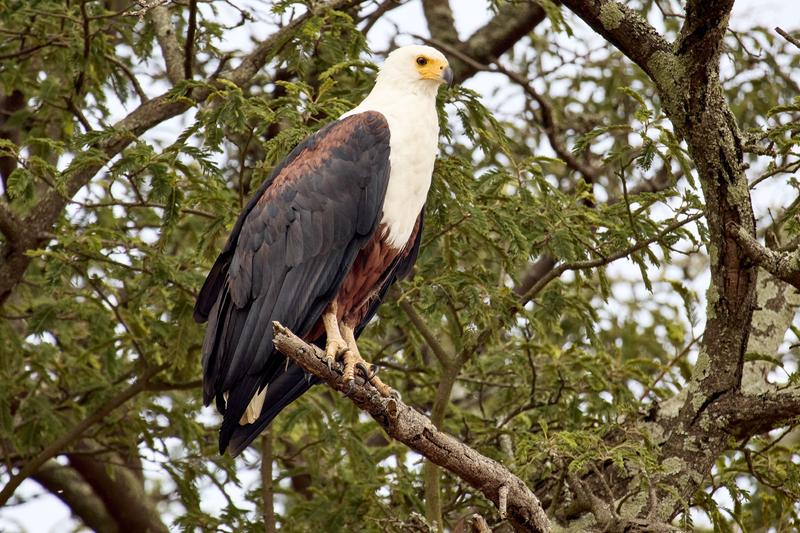 African Fish Eagle, Akagera National Park, Rwanda