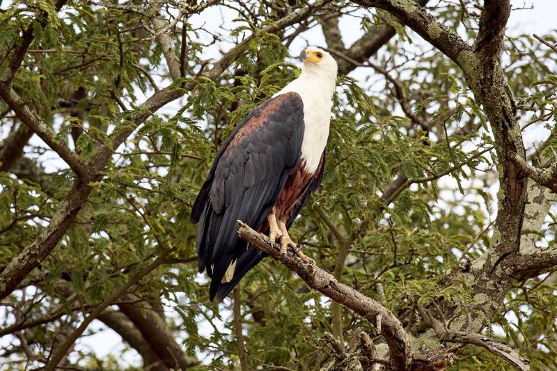 African Fish Eagle, Akagera National Park, Rwanda