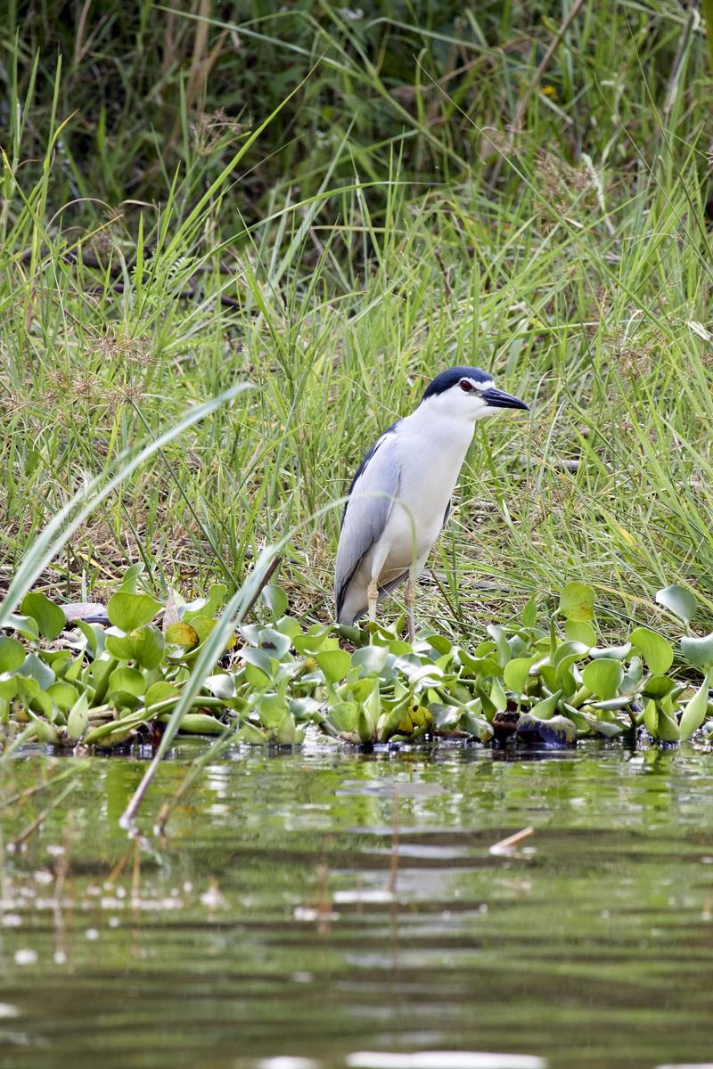 Black-crowned night heron, Akagera National Park, Rwanda