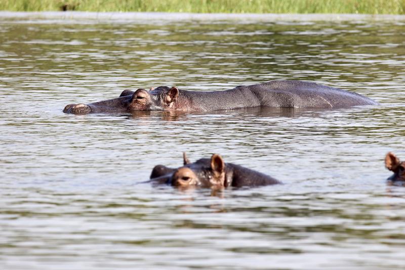 Hippo, Akagera National Park, Rwanda