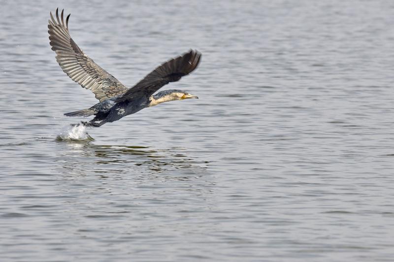 Great cormorant in flight, Akagera National Park, Rwanda