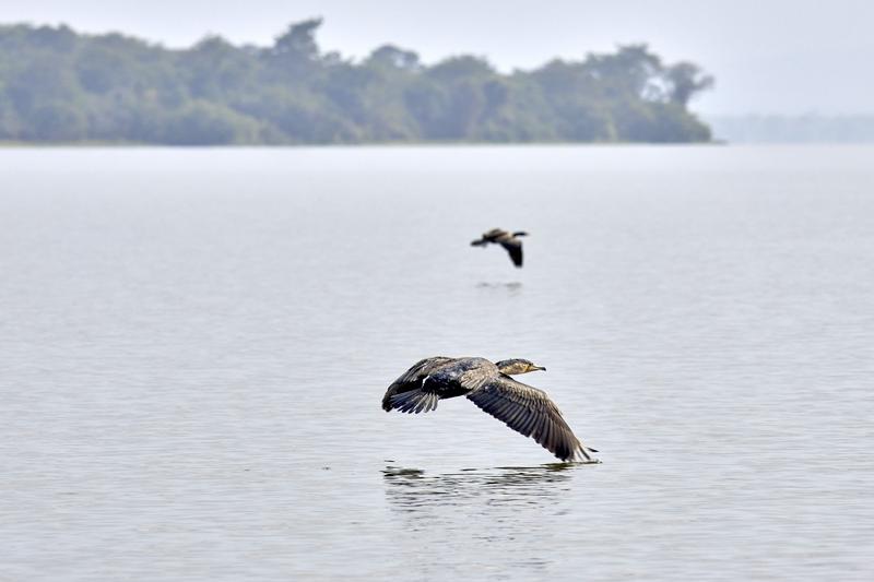 Great cormorant in flight, Akagera National Park, Rwanda