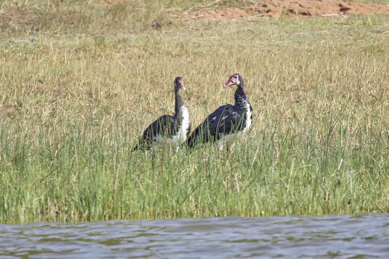 Spur-winged geese, Akagera National Park, Rwanda