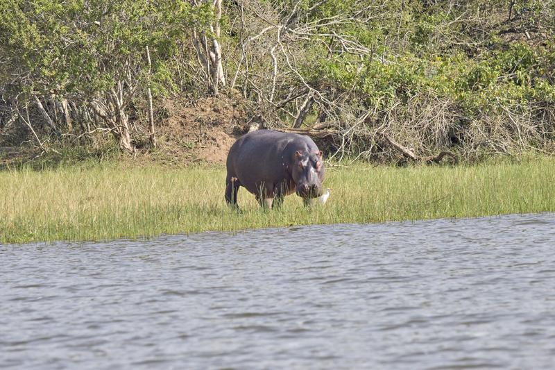 Hippo on land, Akagera National Park, Rwanda