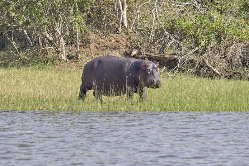 Hippo on land, Akagera National Park, Rwanda