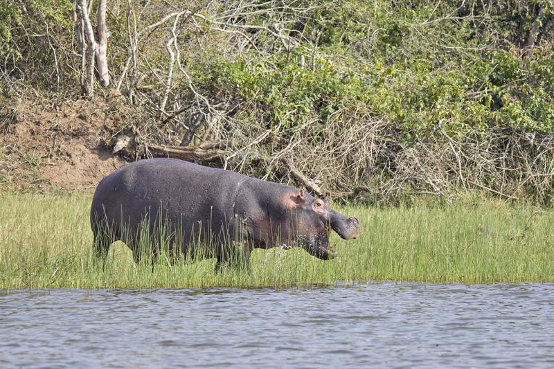 Hippo on land, Akagera National Park, Rwanda