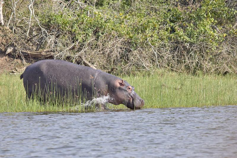 Hippo moving from land to water, Akagera National Park, Rwanda