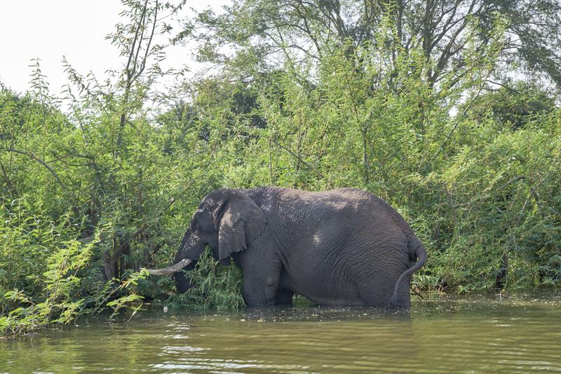 Elephant in water, Akagera National Park, Rwanda