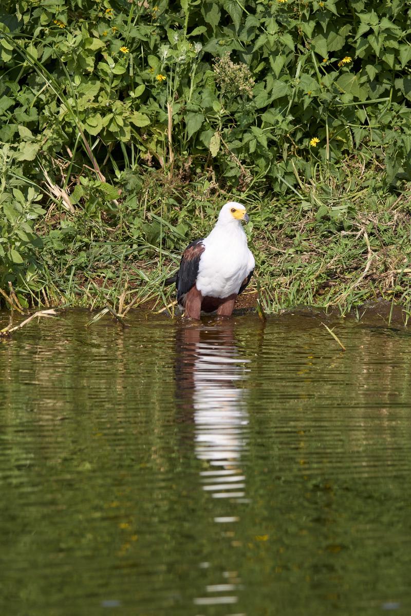 African Fish Eagle in water, Akagera National Park, Rwanda