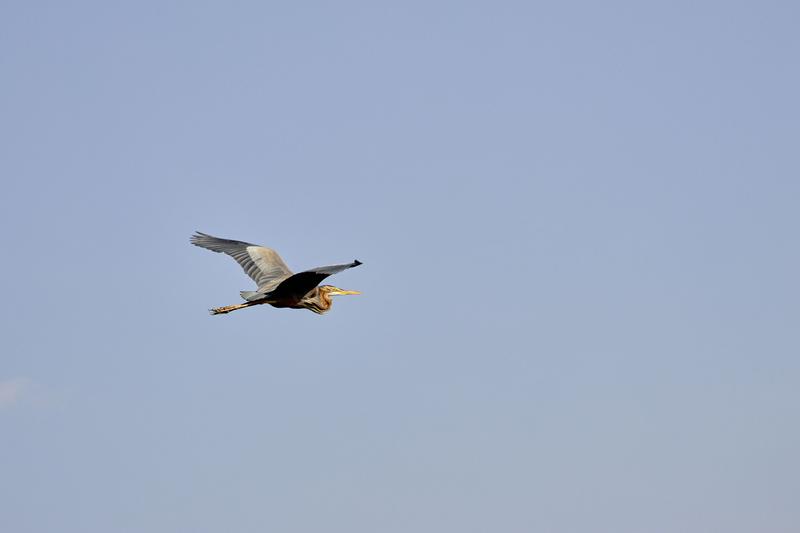 Purple Heron in flight, Akagera National Park, Rwanda