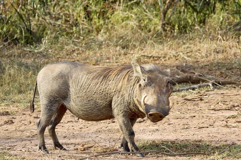 Warthog, Akagera National Park, Rwanda