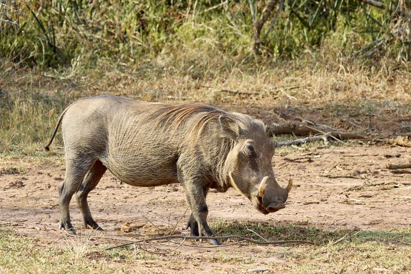 Warthog, Akagera National Park, Rwanda