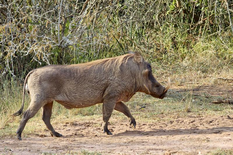 Warthog, Akagera National Park, Rwanda