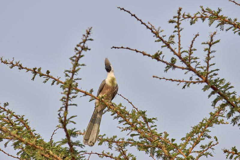 Bare-faced go-away-bird, Akagera National Park, Rwanda