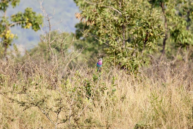 Lilac breasted roller perching, Akagera National Park, Rwanda