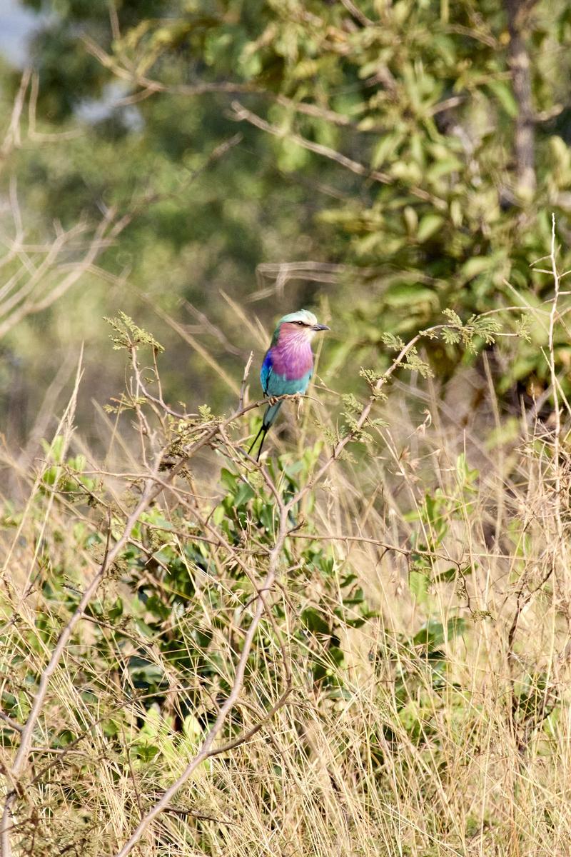 Lilac breasted roller perching, Akagera National Park, Rwanda