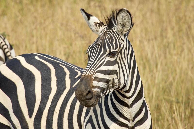 Zebra, Akagera National Park, Rwanda