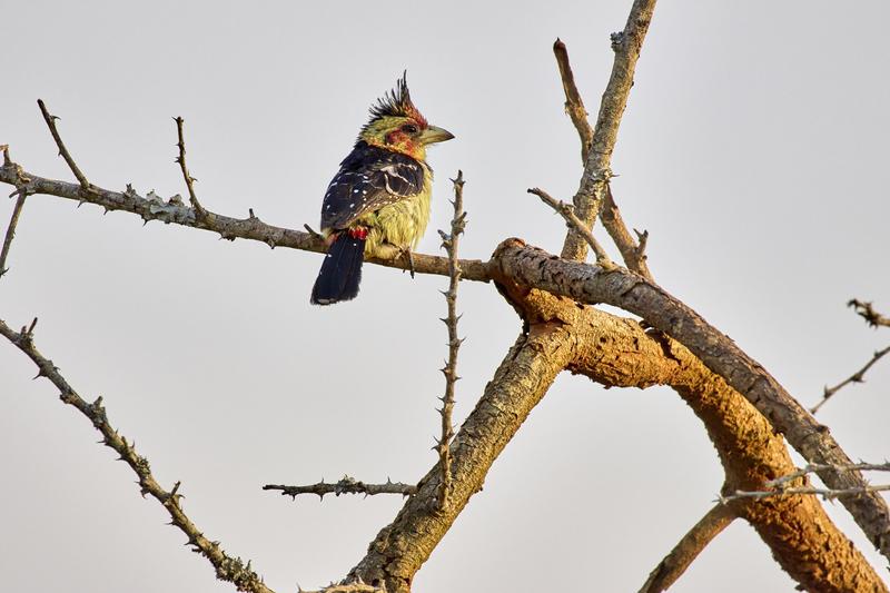 Crested barbet, Akagera National Park, Rwanda