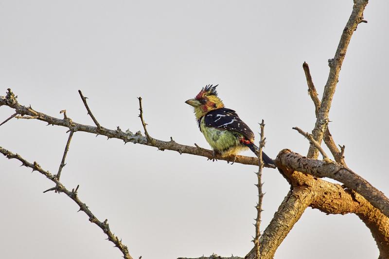 Crested barbet, Akagera National Park, Rwanda