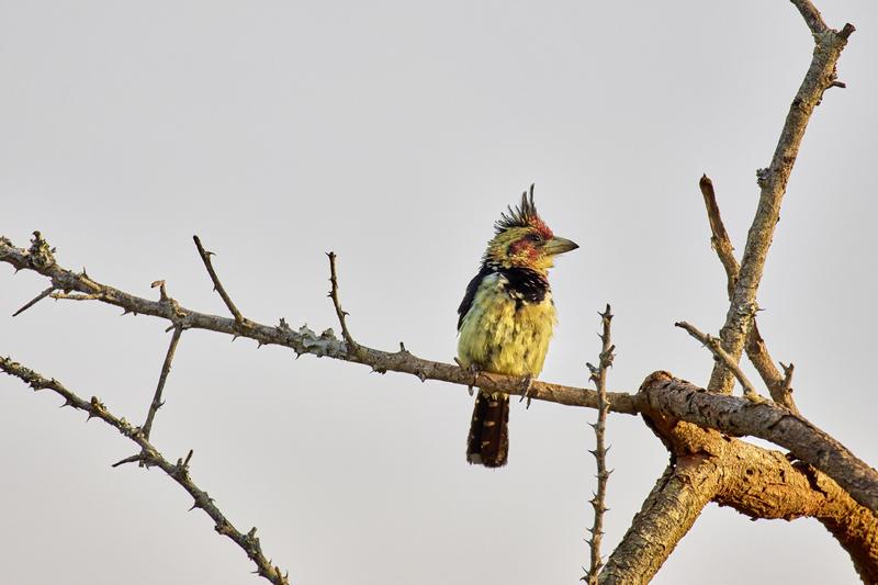 Crested barbet, Akagera National Park, Rwanda