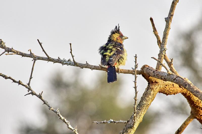 Crested barbet, Akagera National Park, Rwanda