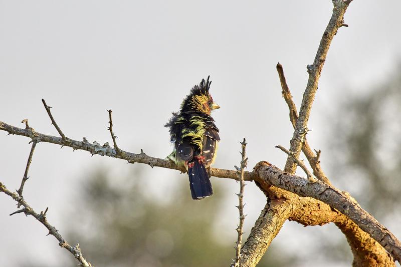 Crested barbet, Akagera National Park, Rwanda