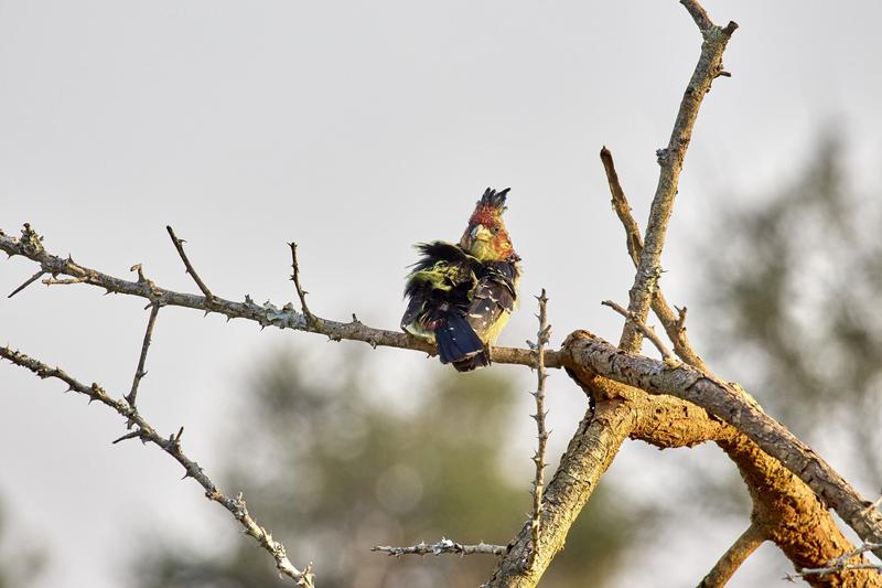 Crested barbet, Akagera National Park, Rwanda