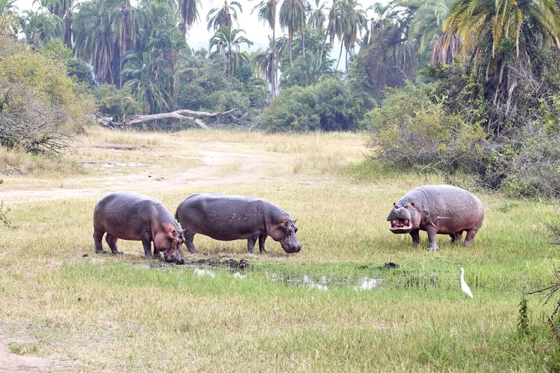 Hippos having a disagreement, Akagera National Park, Rwanda