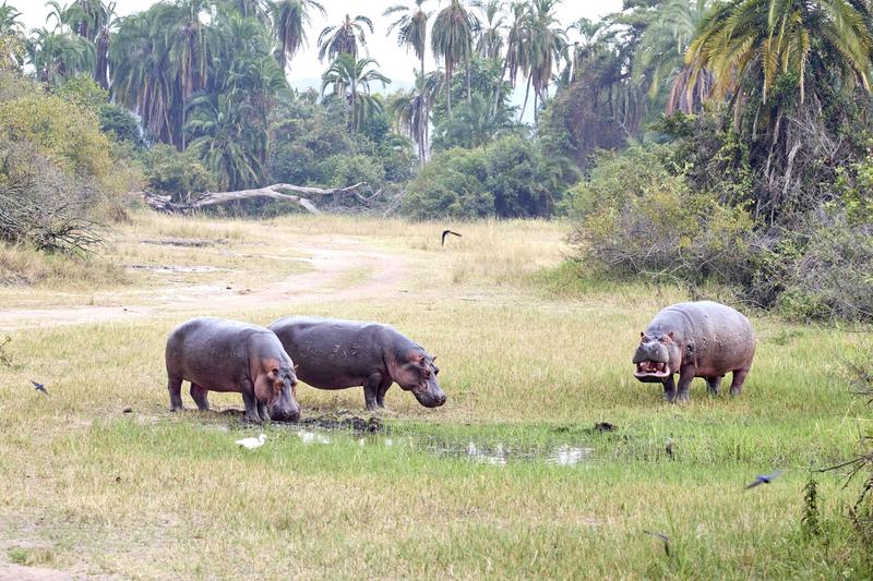 Hippos having a disagreement, Akagera National Park, Rwanda