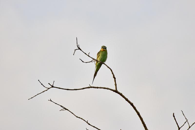 Blue-cheeked bee-eater, Akagera National Park, Rwanda