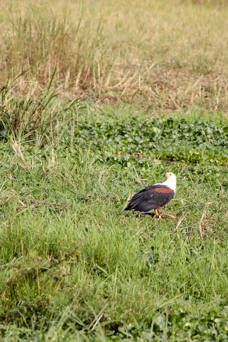 African Fish Eagle in water, Akagera National Park, Rwanda