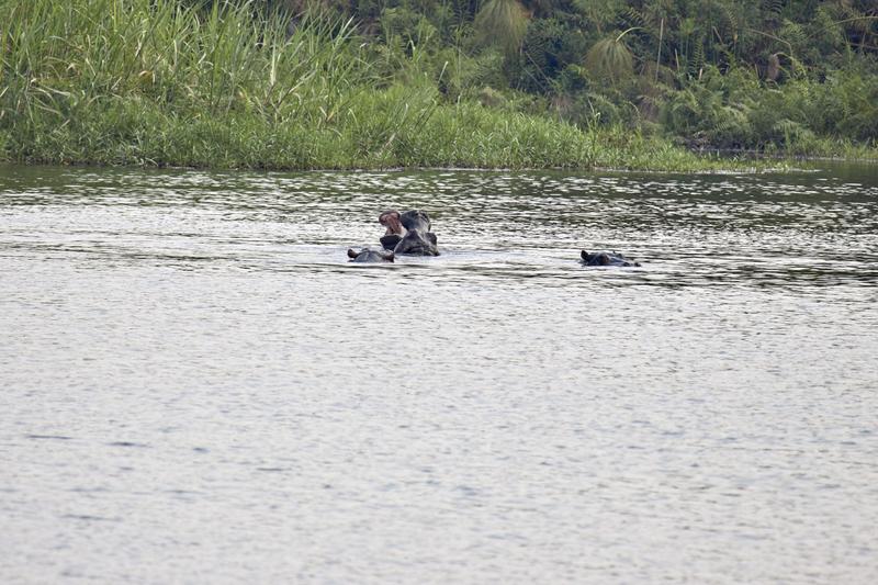 Hippos in water having a disagreement, Akagera National Park, Rwanda