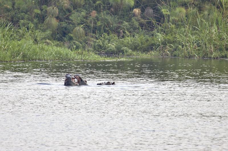 Hippos in water having a disagreement, Akagera National Park, Rwanda