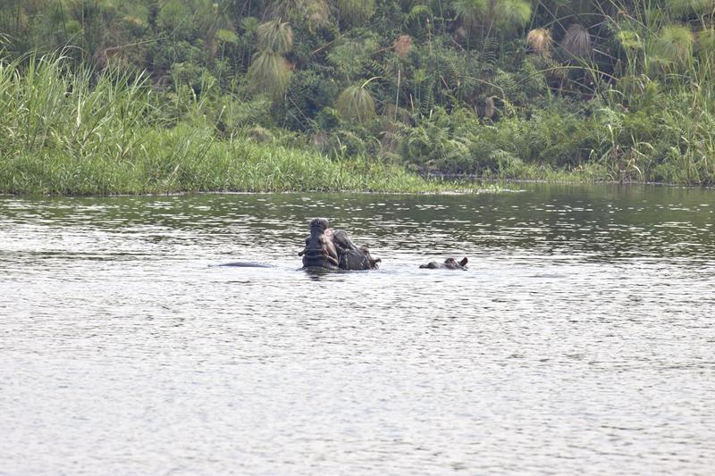 Hippos in water having a disagreement, Akagera National Park, Rwanda