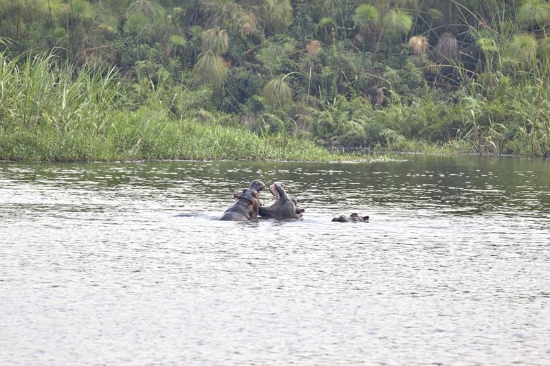 Hippos in water having a disagreement, Akagera National Park, Rwanda