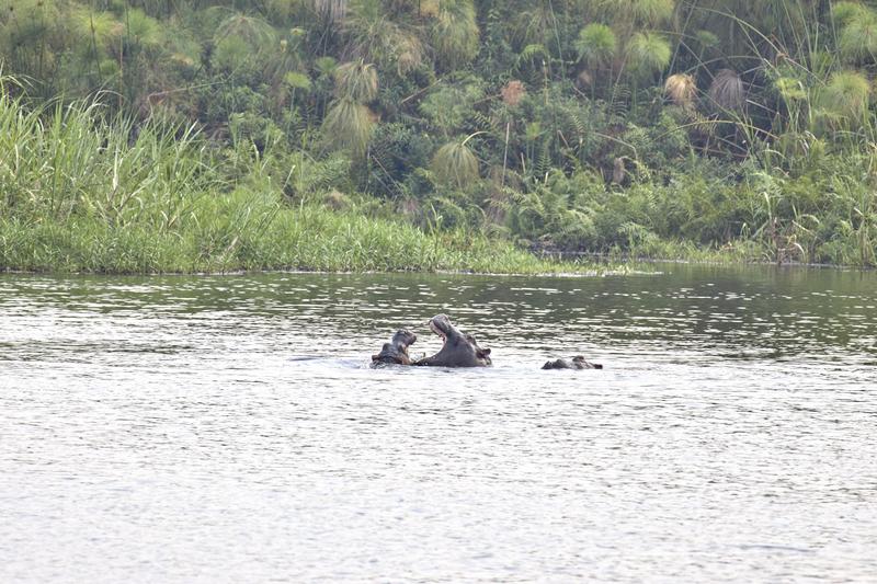 Hippos in water having a disagreement, Akagera National Park, Rwanda