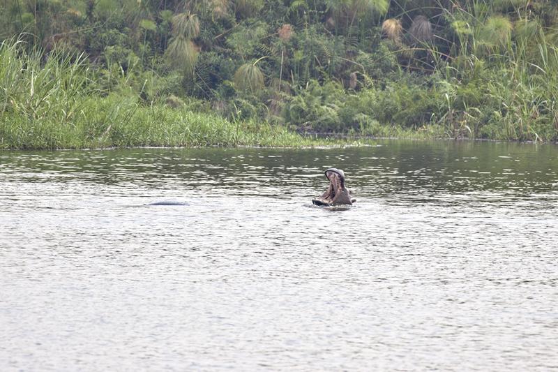 Hippos in water having a disagreement, Akagera National Park, Rwanda