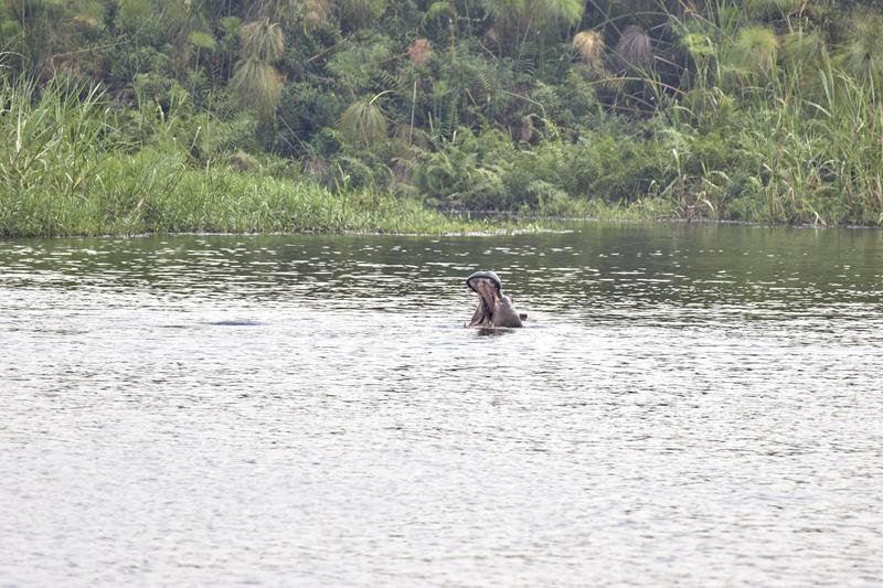 Hippos in water having a disagreement, Akagera National Park, Rwanda