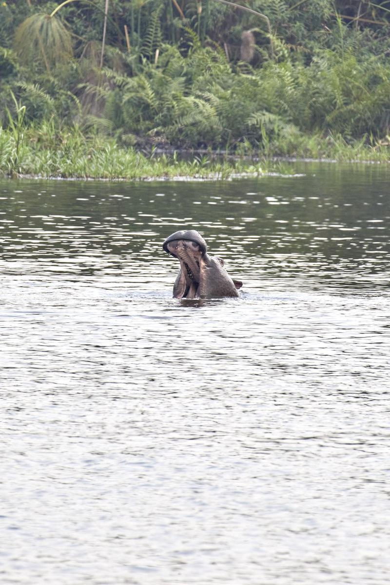 Hippos in water having a disagreement, Akagera National Park, Rwanda