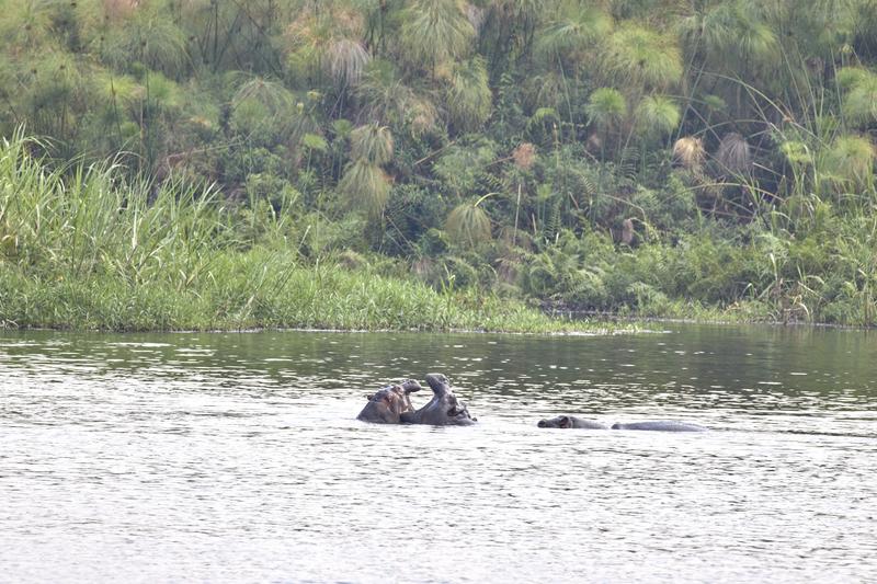 Hippos in water having a disagreement, Akagera National Park, Rwanda